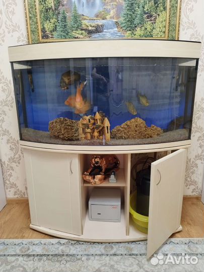 Аквариумные рыбки, аквариум