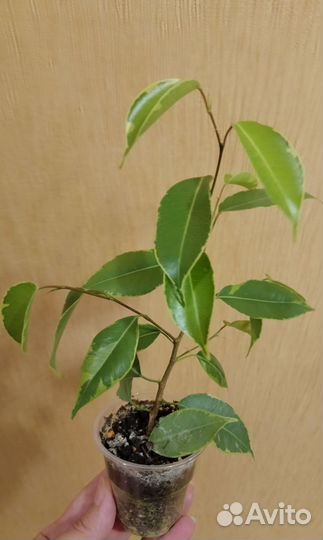 Фикус Бенжамина