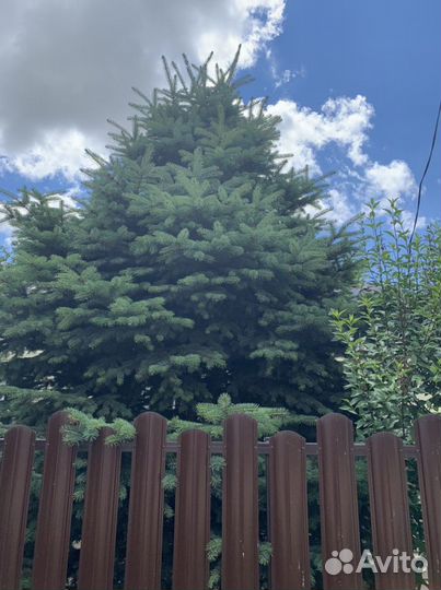 Ель голубая