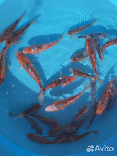 Карп кои порода шисуи