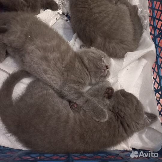 Шотландские котята