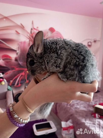 Шиншиллы