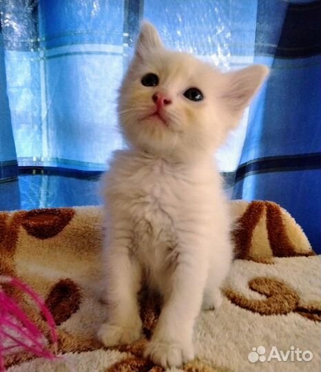 Замечательные котята, 3 мес