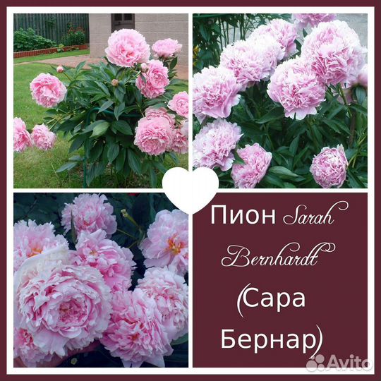 Пион Сара Бернар