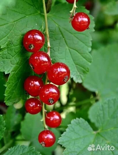 Красная смородина ягоды