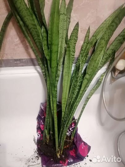 Сансевиерия (Тёщин язык)