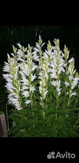 Колокольчики-1