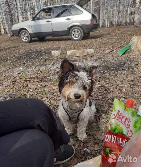 Бивер-йорк вязка