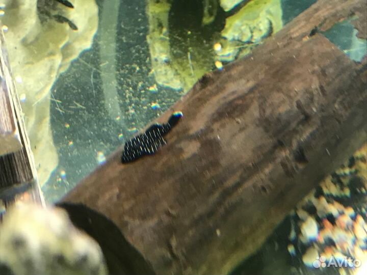 Сомики L181 звездчатые