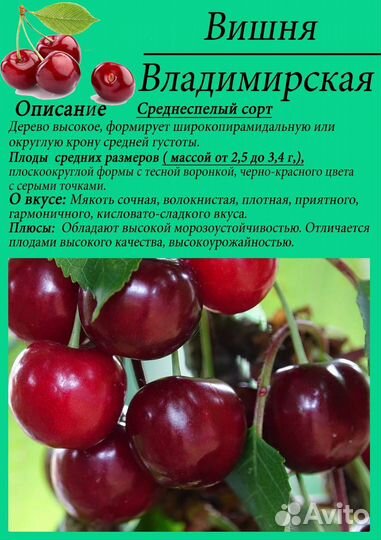 Вишня Владимирская