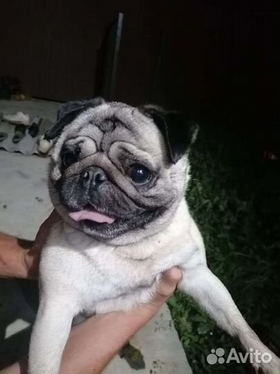 Мопс вязка мальчик