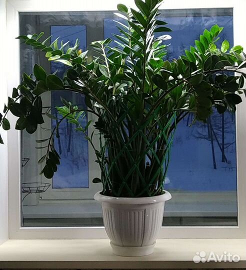 Замиокулькас большой