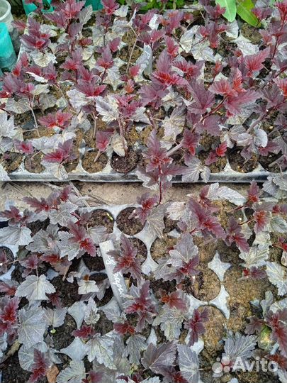 Пузыри плодник