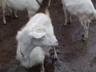 Зааненские козы и козлы на племя