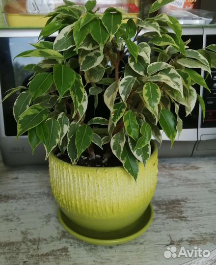 Фикус бенджамина пестролистный