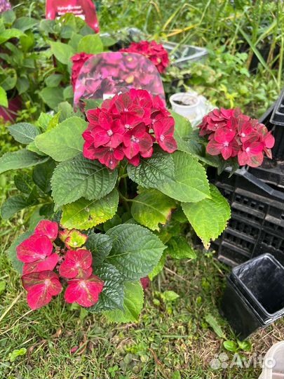 Гортензия Magical Ruby Tuesday и др