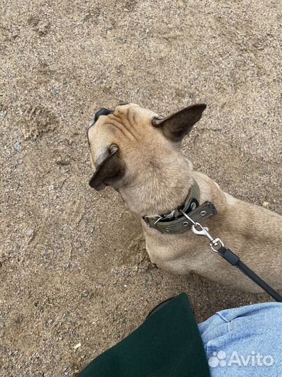 Передержка собак и кошек, выгул