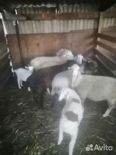 Овцы матки ягнята бараны