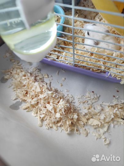 Джунгарский хомяк