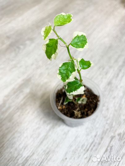 Фикусы Пумила