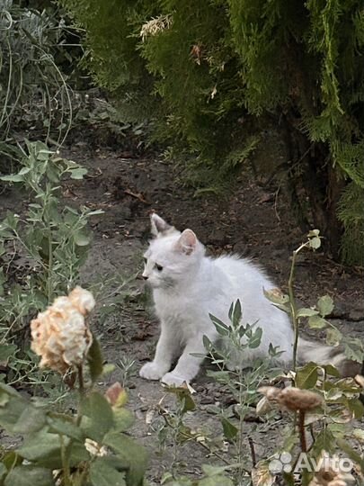 Котята в добрые руки бесплатно