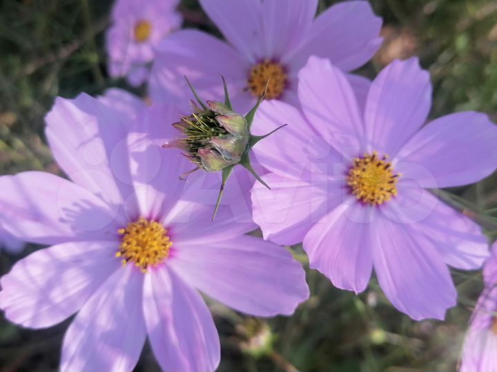 Участок 10 сот. (СНТ, ДНП)