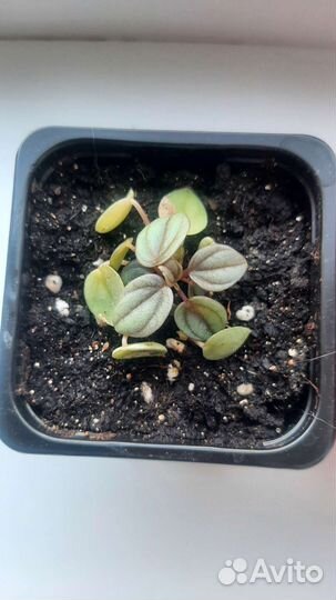 Пеперомия бамбино