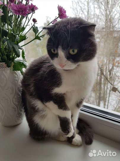 Кошки вислоухие