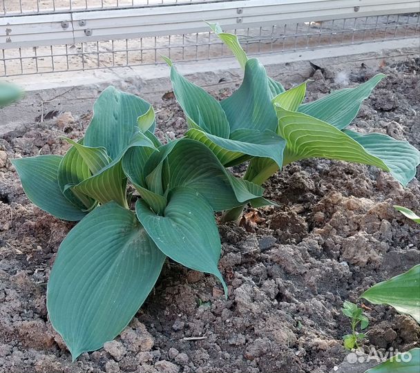 Хоста для сада