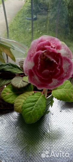 Цветы глоксиния