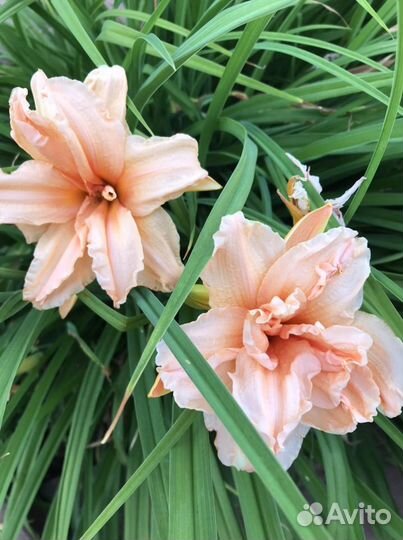 Лилейники, бадан, хоста