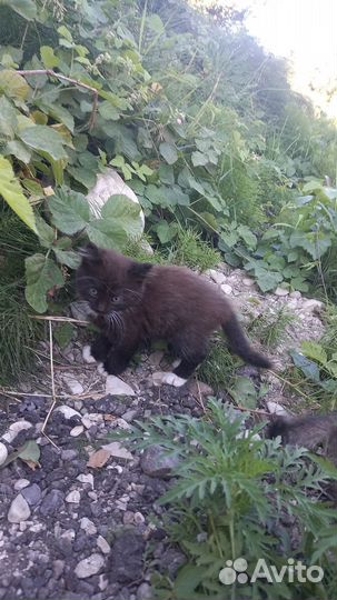 Домашние животные котята