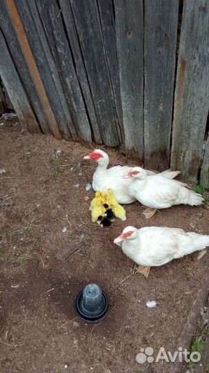 Белые индоутята