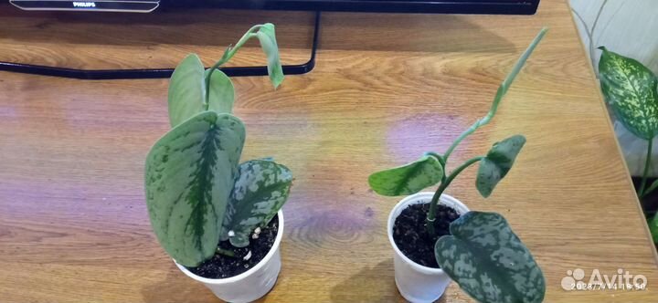 Филодендрон, сциндапсус