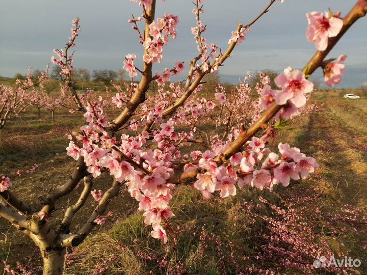 Молодой плодоносящий персиковый сад в Крыму 8 га