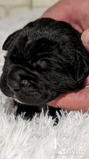 Щенки Кане-Корсо