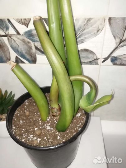 Замиокулькас