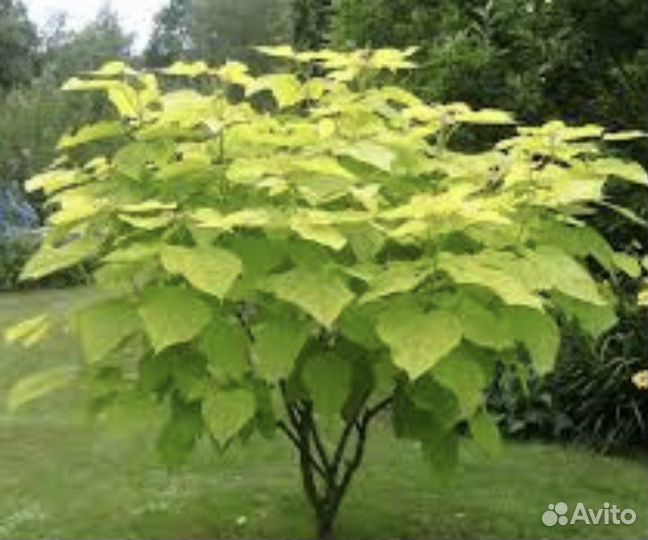 Катальпа саженцы