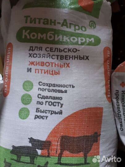 Куры молодки