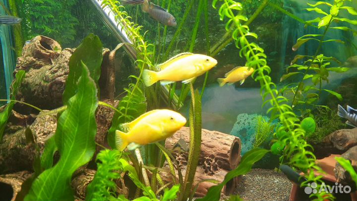 Лабидохромис еллоу