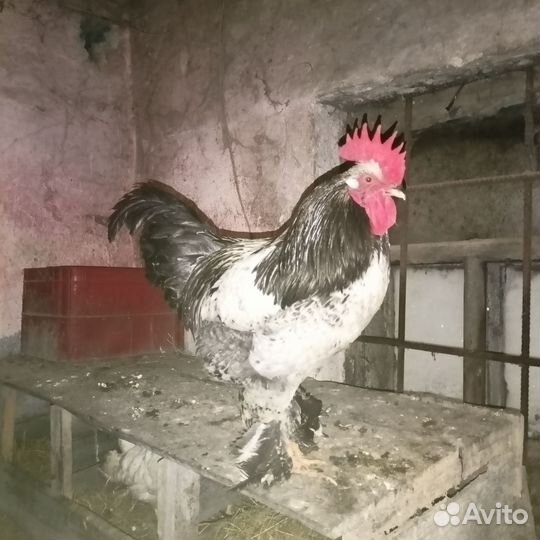 Петух брама