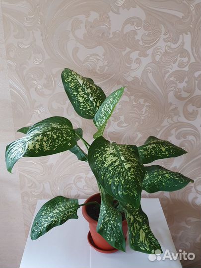 Фикус бенджамина