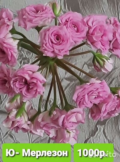 Пеларгония Ю Царская невеста и Настасья Филипповна