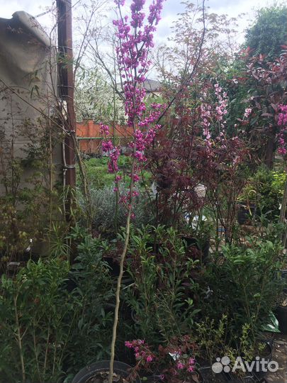 Церсис дерево