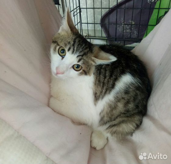 Ищем дом котенку