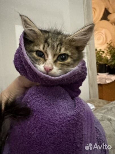 Ищу хозяев котику