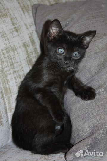 Котенок 2 мес