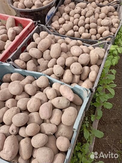 Семенной картофель