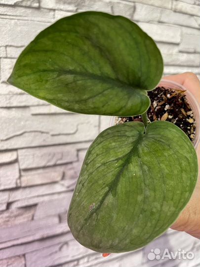 Эпипремнум Вайт марбл