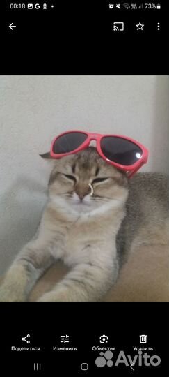 Отдам в добрые руки